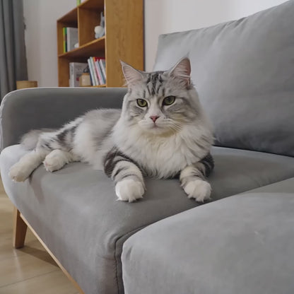 Balle Interactive pour Chat — Caninki 🐾
