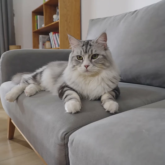 Balle Interactive pour Chat — Caninki 🐾